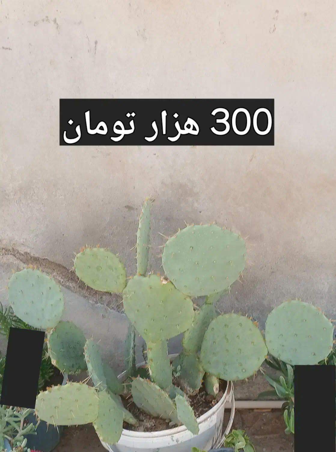 گل های طبیعی|گل و گیاه طبیعی|تربت جام, میان جام|دیوار