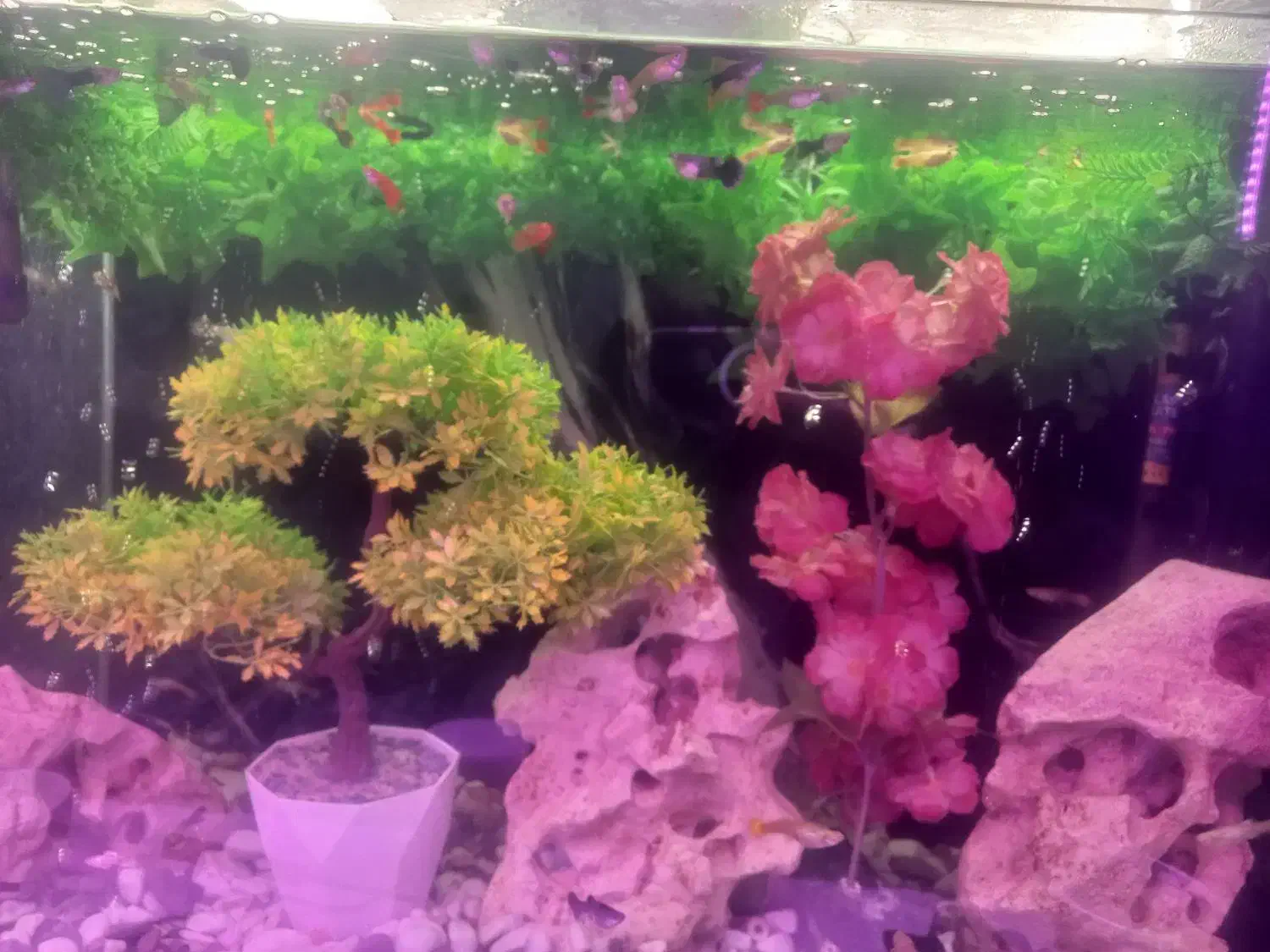 ماهی گوشت خار|ماهی|شیراز, شهرک ولیعصر|دیوار