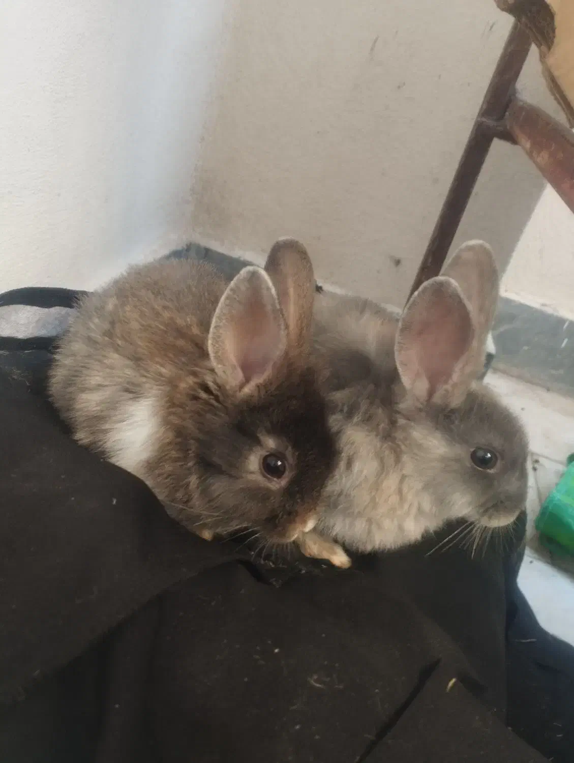 حیوان خانگی|موش و خرگوش|فولادشهر, مسکن مهر فولادشهر|دیوار