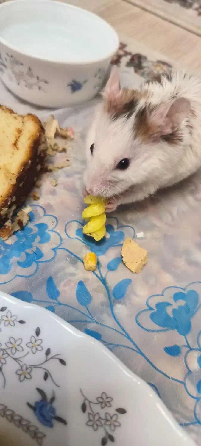 همستر|موش و خرگوش|ارومیه, |دیوار