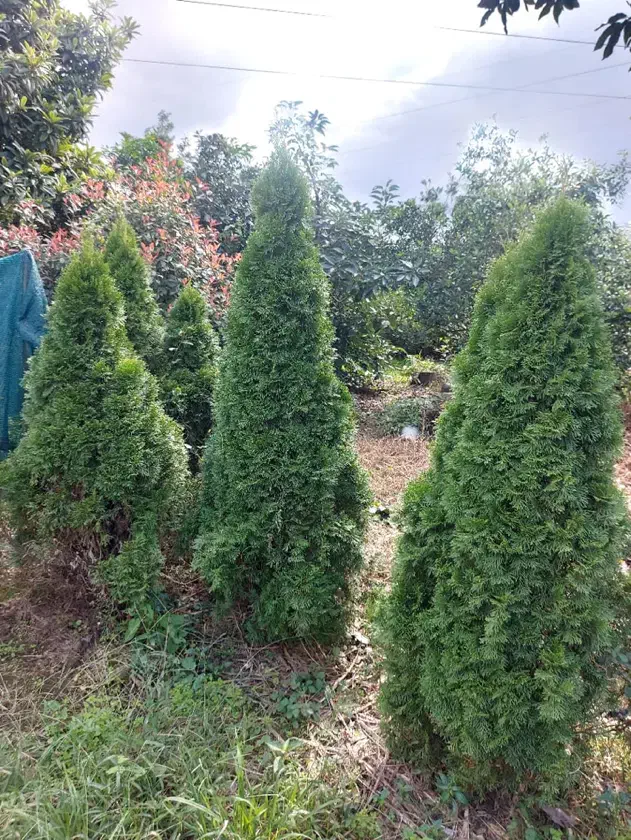 تویا آمریکایی ارتفاع بالا ۲متر|گل و گیاه طبیعی|رشت, بازار|دیوار