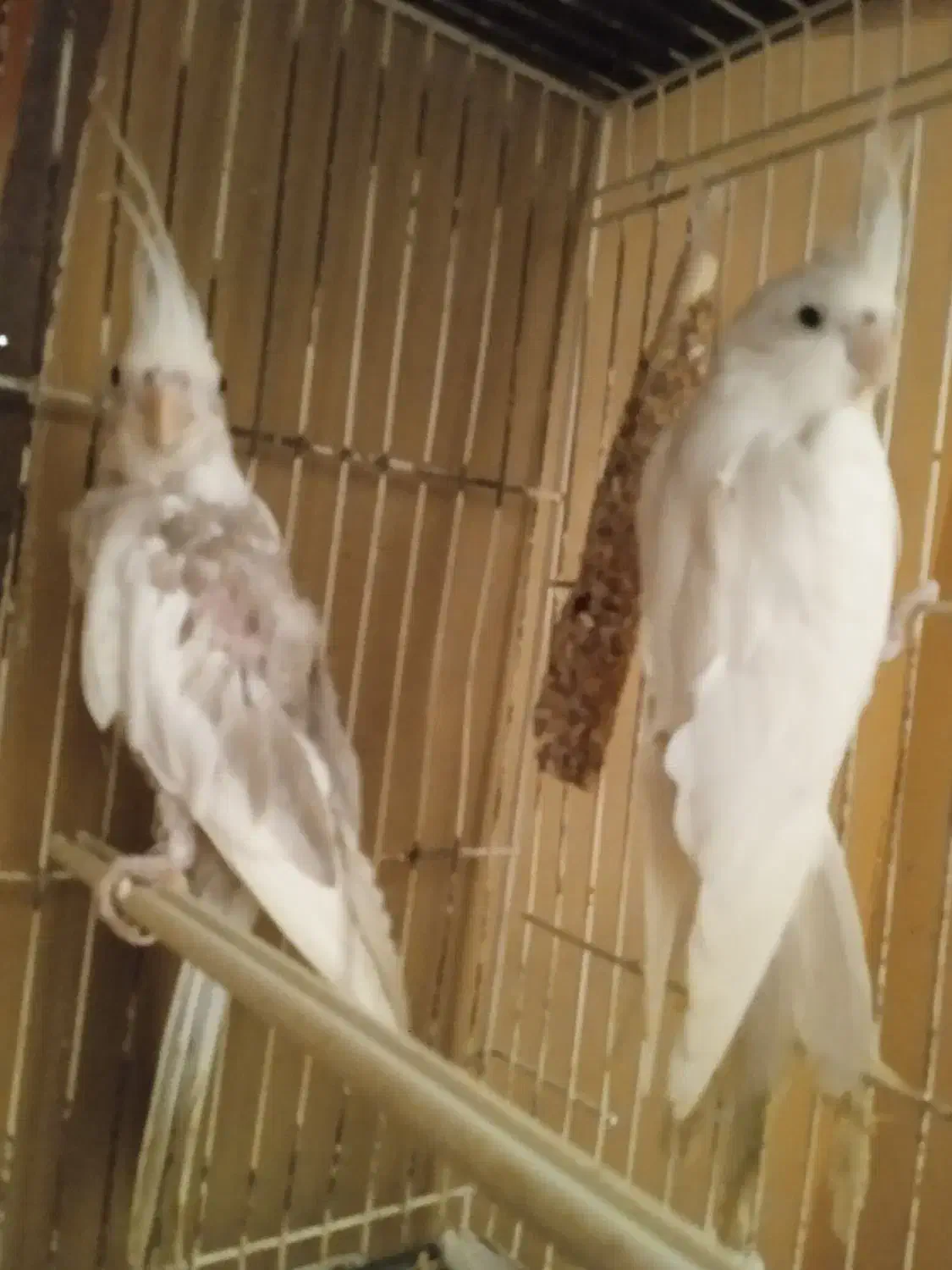 عروس هلندی|پرنده|مشهد, سجادیه|دیوار