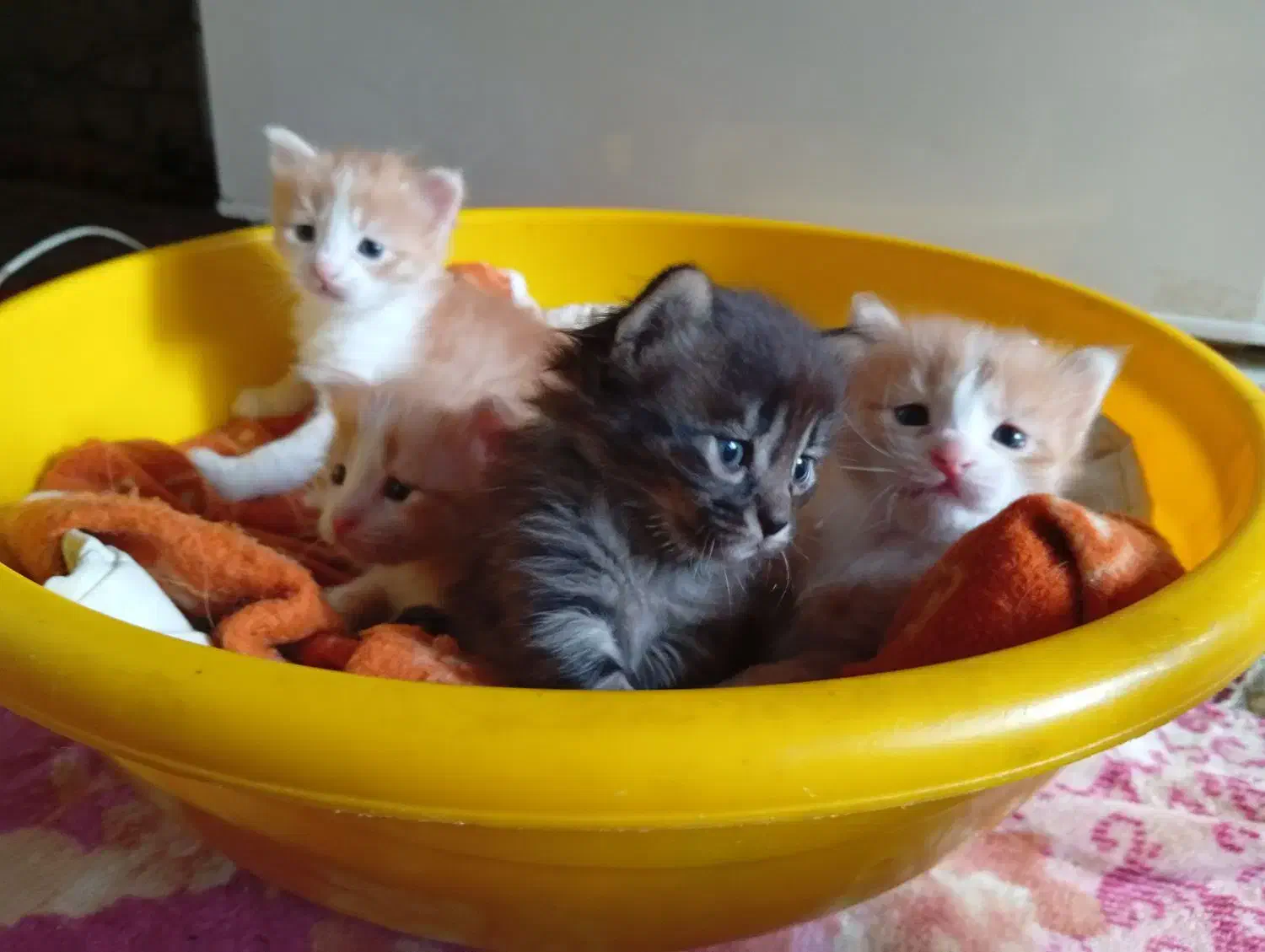 واگذاری|گربه|گرگان, |دیوار