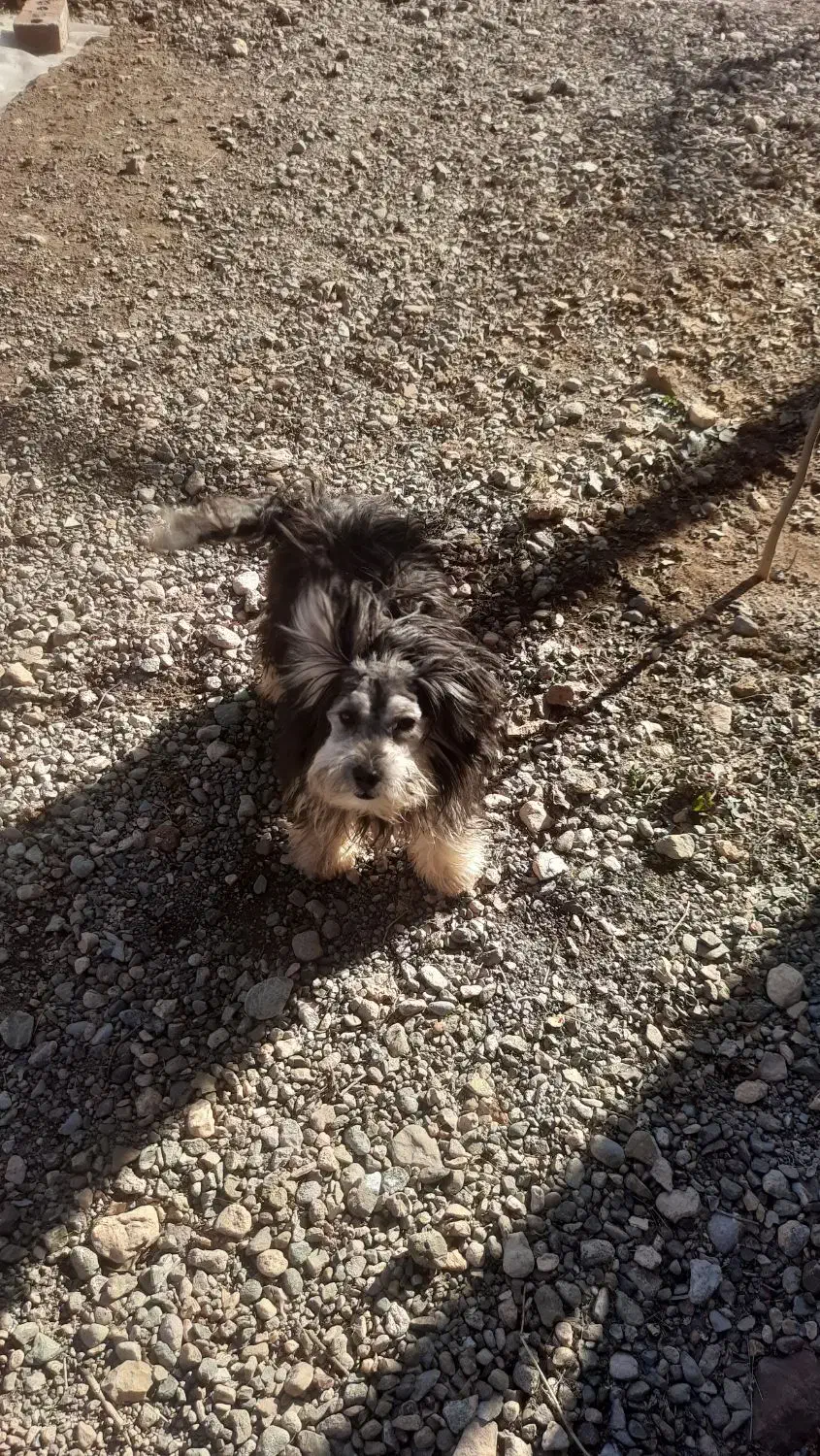 پاکوتا|سگ|ماکو, |دیوار