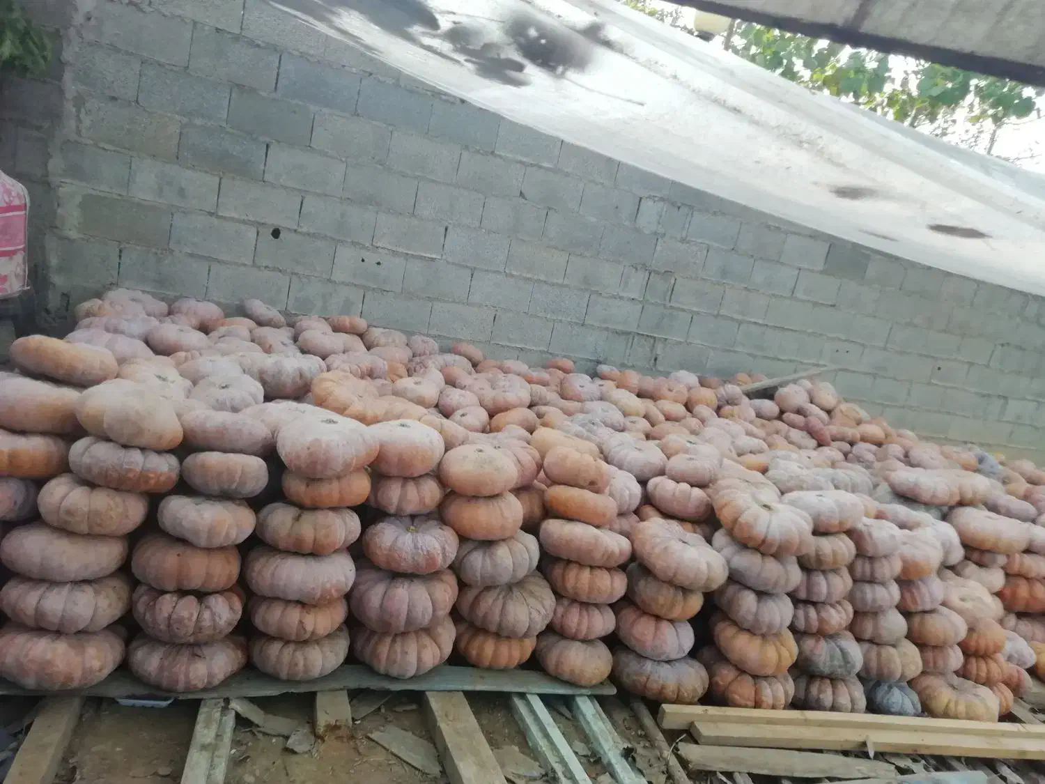 طلای گیلان|جواهرات|صومعه‌سرا, |دیوار