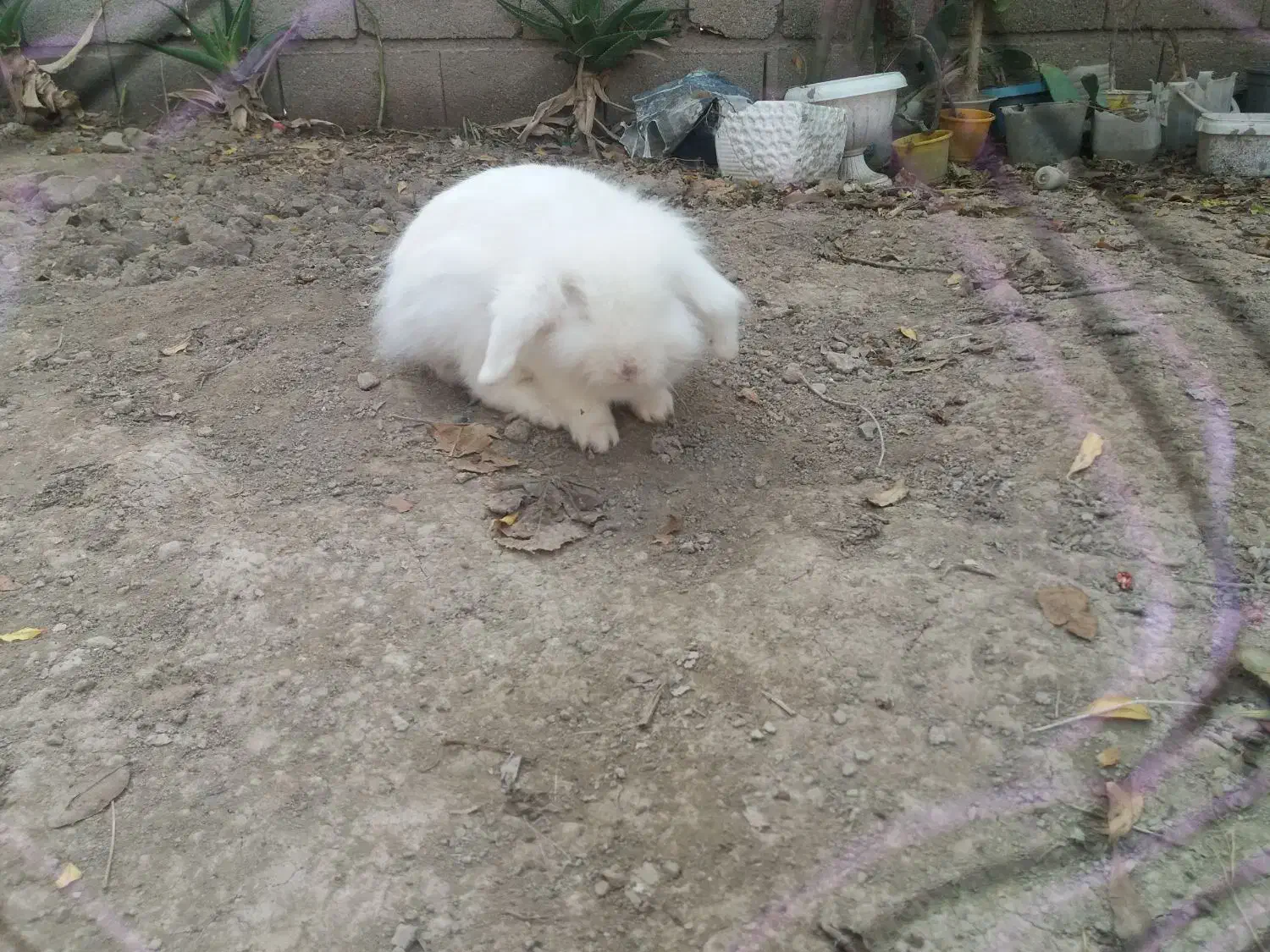 خرگوش لوپ ماده بالغ اماده جفت گیری فوری|موش و خرگوش|گنبد کاووس, |دیوار