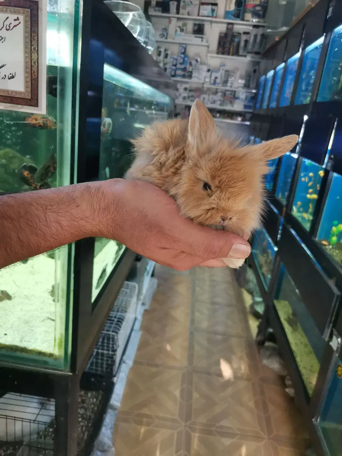 خرگوش لوپ در رنگهای متنوع با قیمتهای عالی|موش و خرگوش|مشهد, رضاشهر|دیوار