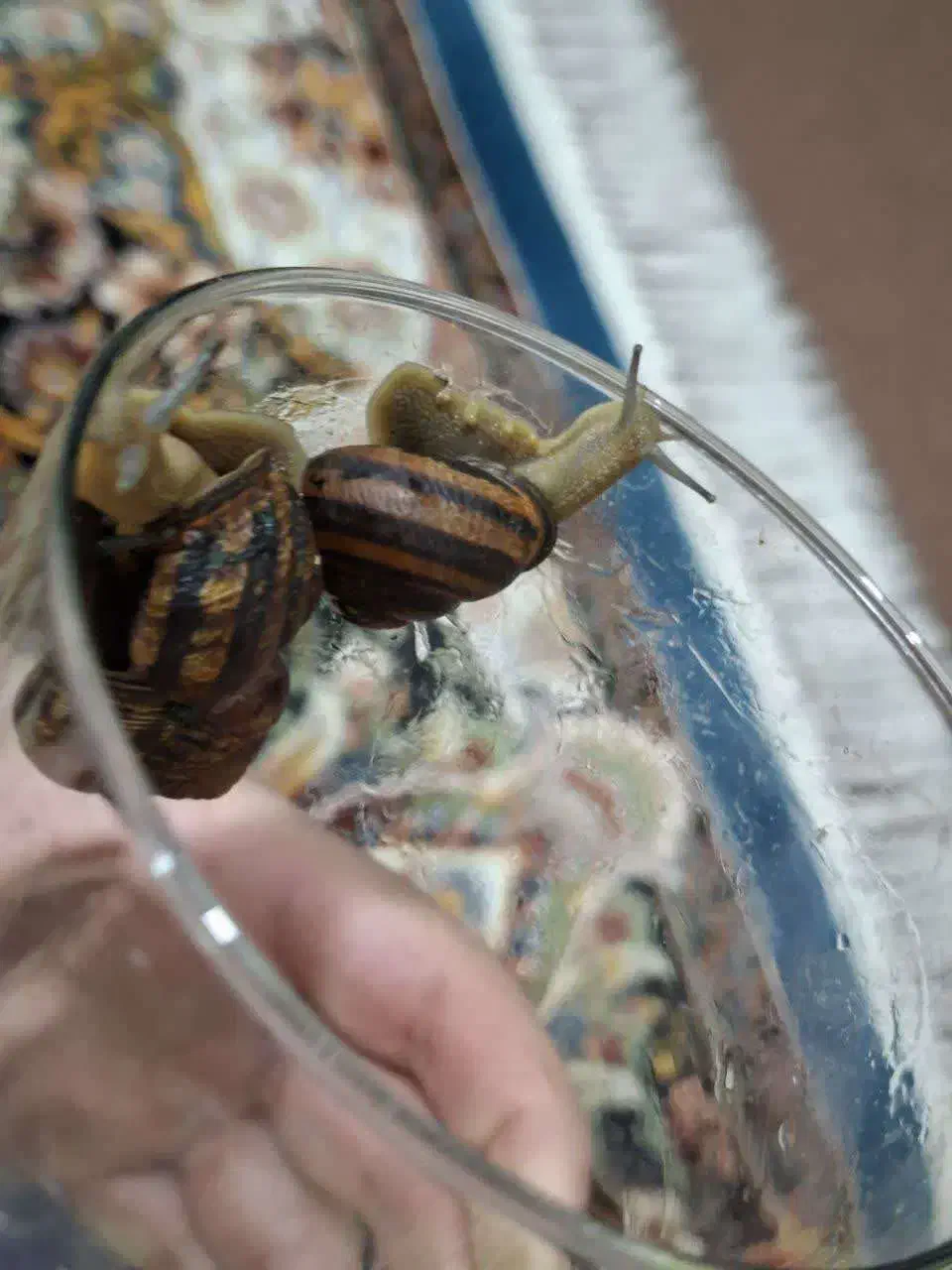 حلزون شمالی|خزنده|شیراز, ده پیاله|دیوار