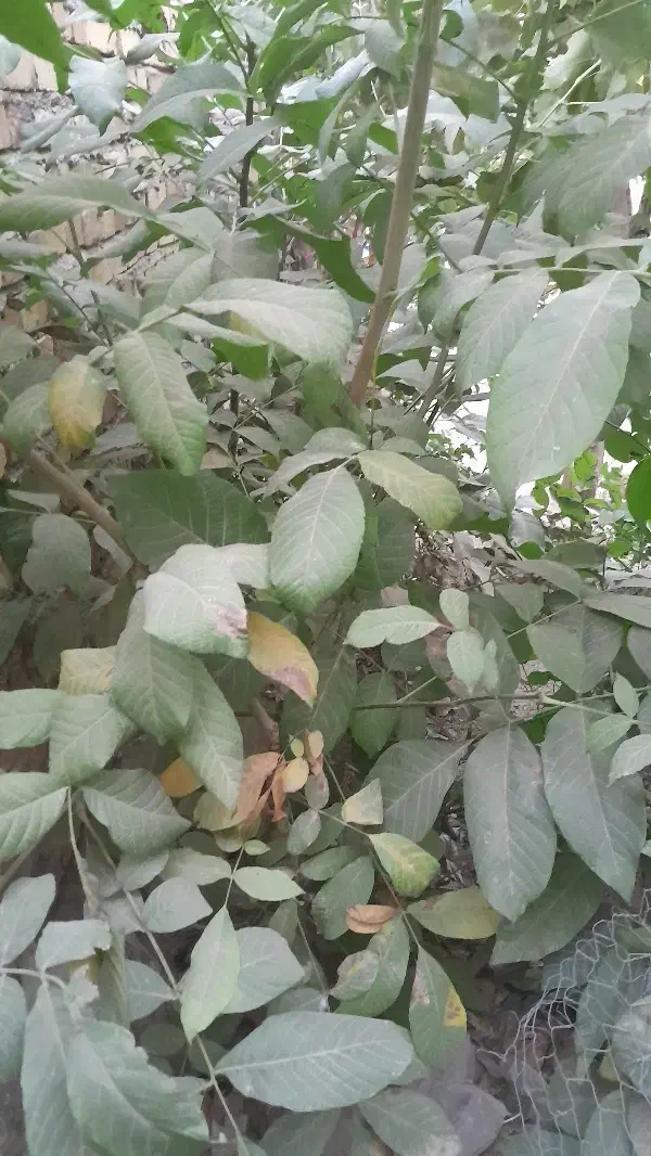 نهال گردو|گل و گیاه طبیعی|قیدار, |دیوار