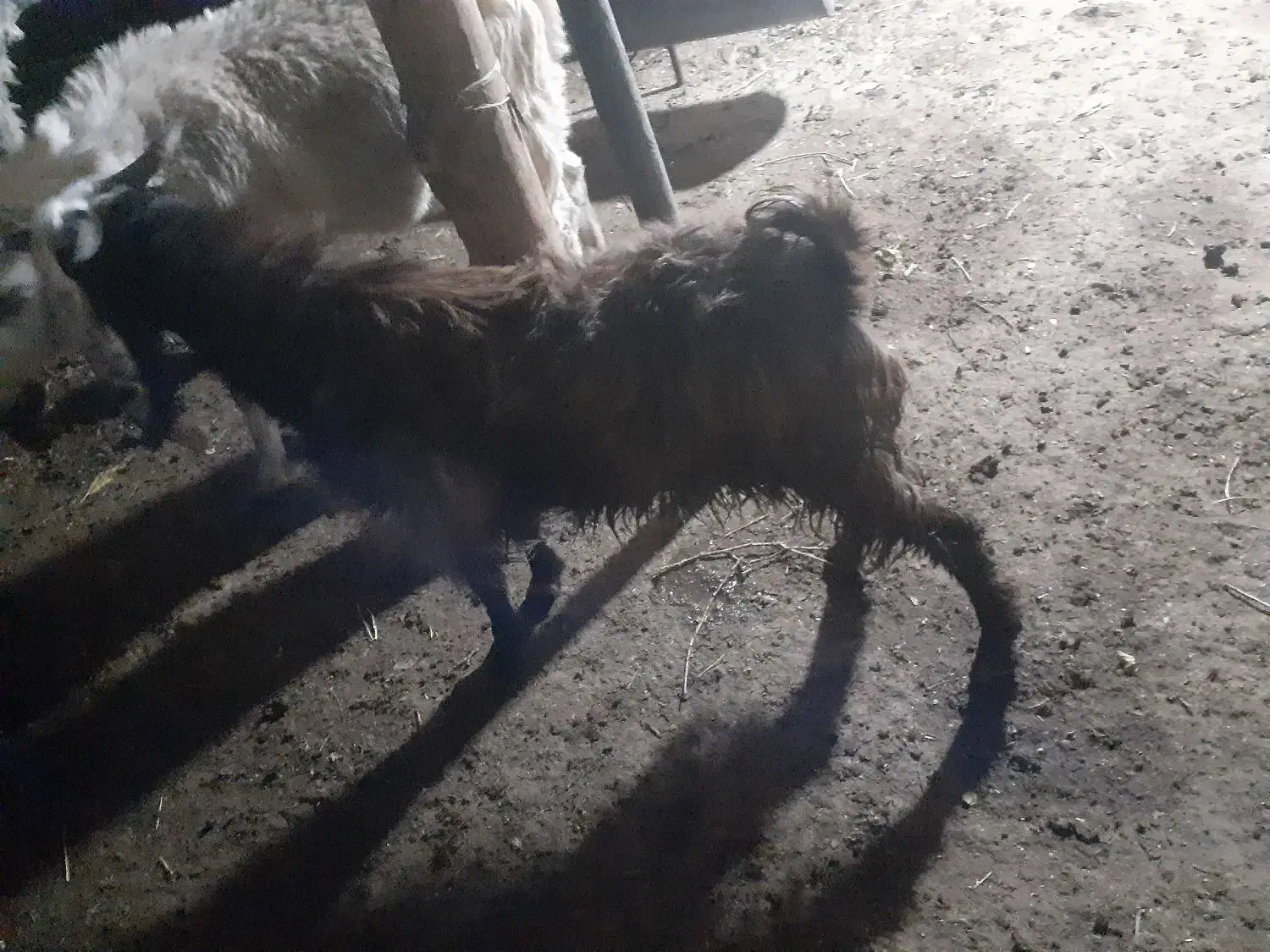 سلام بزغاله کیلویی ۲۷۰تومان|حیوانات مزرعه|بجنورد, |دیوار