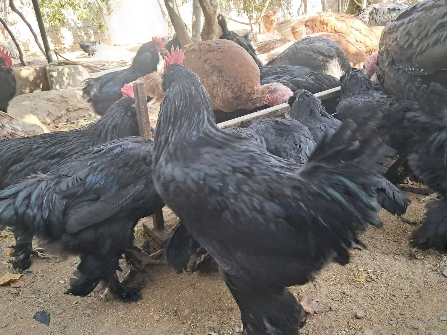 خروس مرندی|حیوانات مزرعه|هشتگرد, خور|دیوار