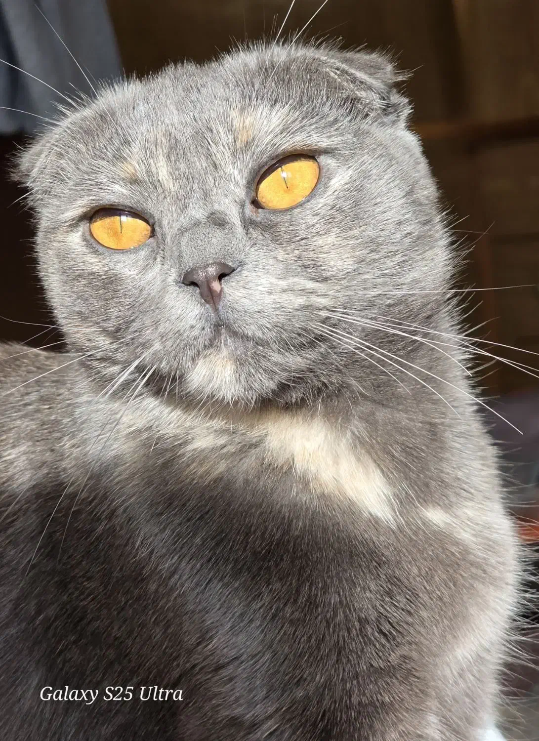 گربه|گربه|کردکوی, |دیوار