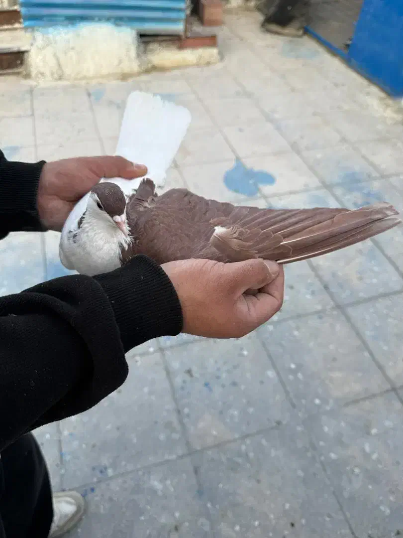 ماده چپ گلی|پرنده|کرمان, |دیوار