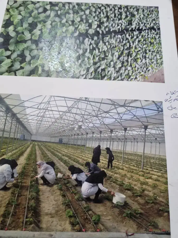 فروش گلخانه مدرن صنعتی تمام اتوماتیک|فروش دفتر صنعتی، کشاورزی، تجاری|آذرشهر, |دیوار