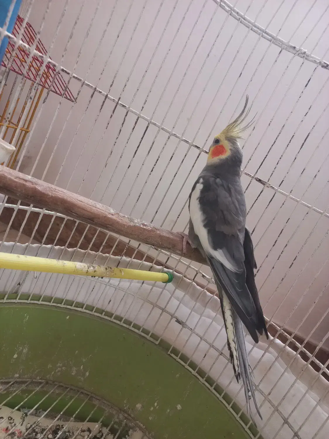 عروس هلندی باهوش|پرنده|سنگر, |دیوار