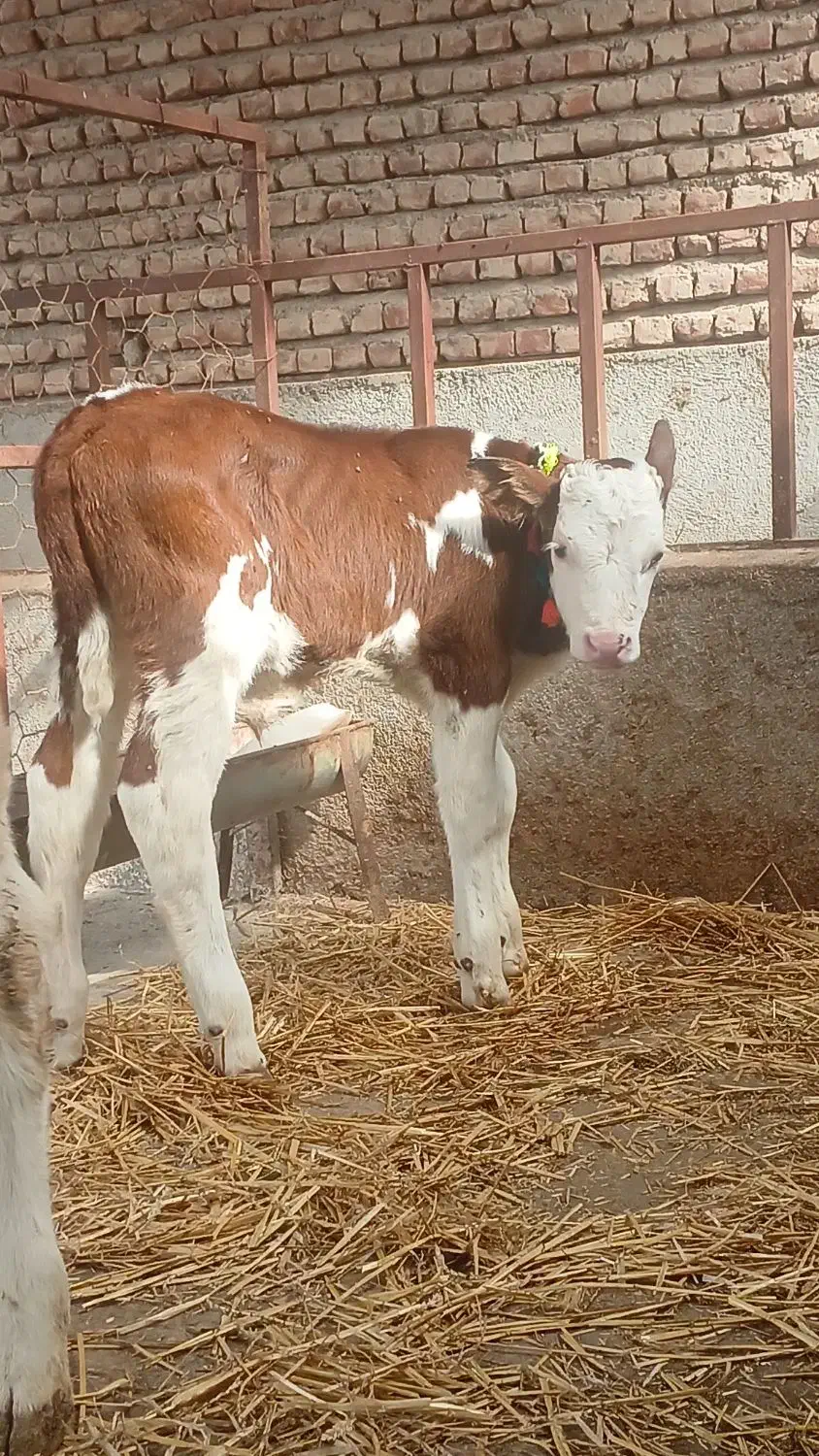 تهیه انواع گوساله های لوکس شیر خوار|حیوانات مزرعه|بندر ترکمن, |دیوار