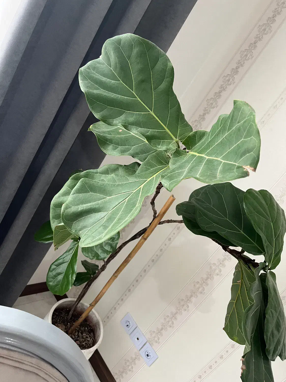 گل فروشی|گل و گیاه طبیعی|هشتگرد, فاز ۲ مهستان|دیوار