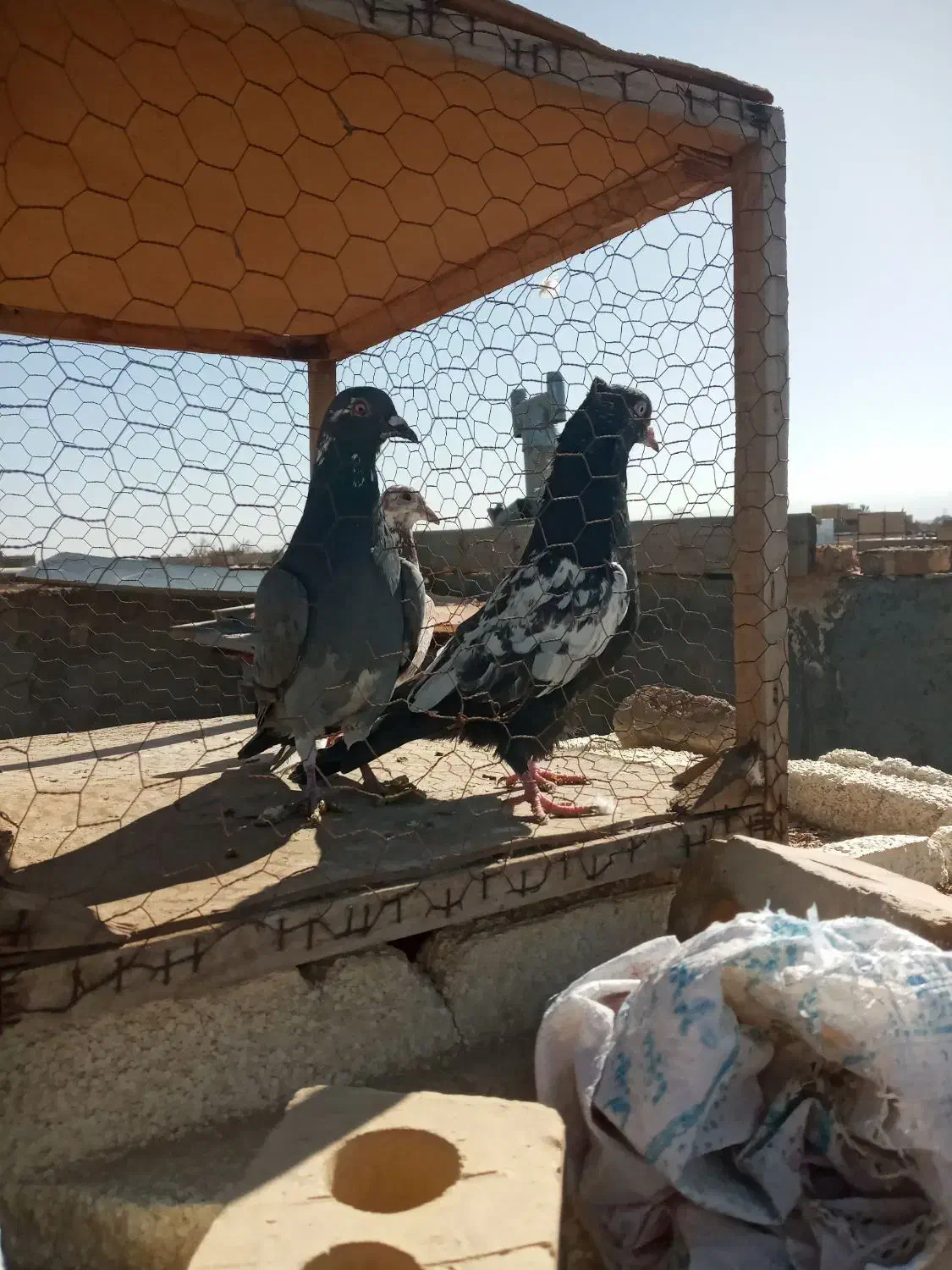 کفتر|پرنده|چناران, |دیوار