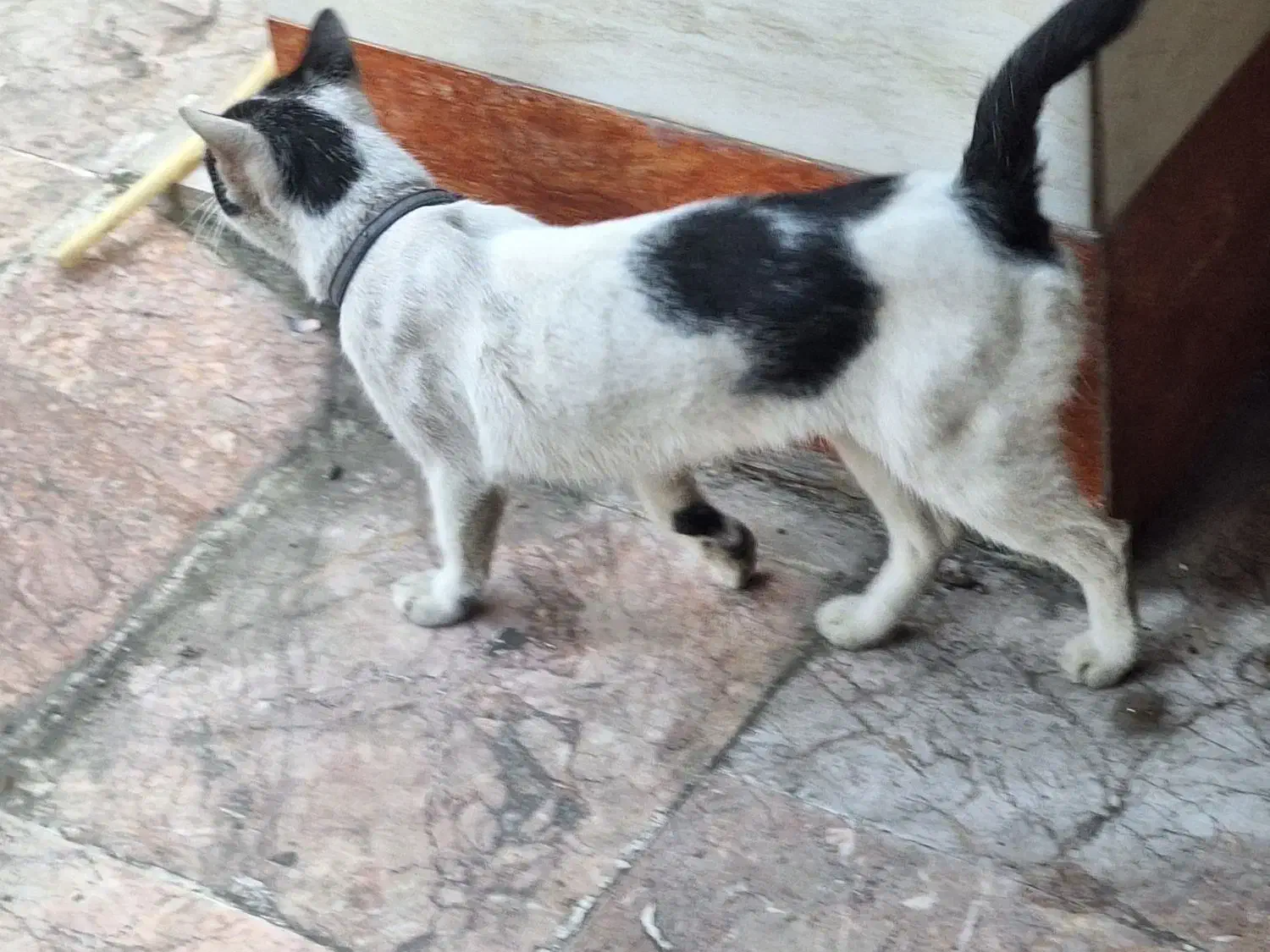 گربه نر پیدا شده با قلاده|حیوانات|رشت, معلم|دیوار