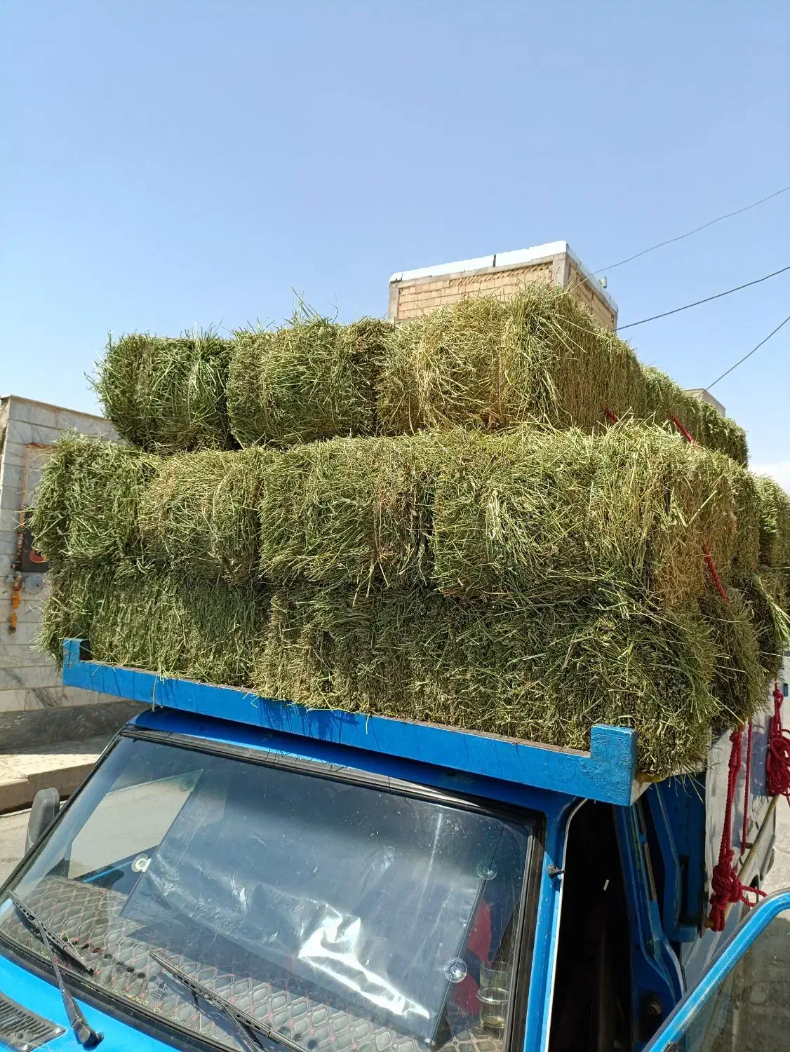 انواع یونجه در ملایر|لوازم جانبی حیوانات|ملایر, |دیوار