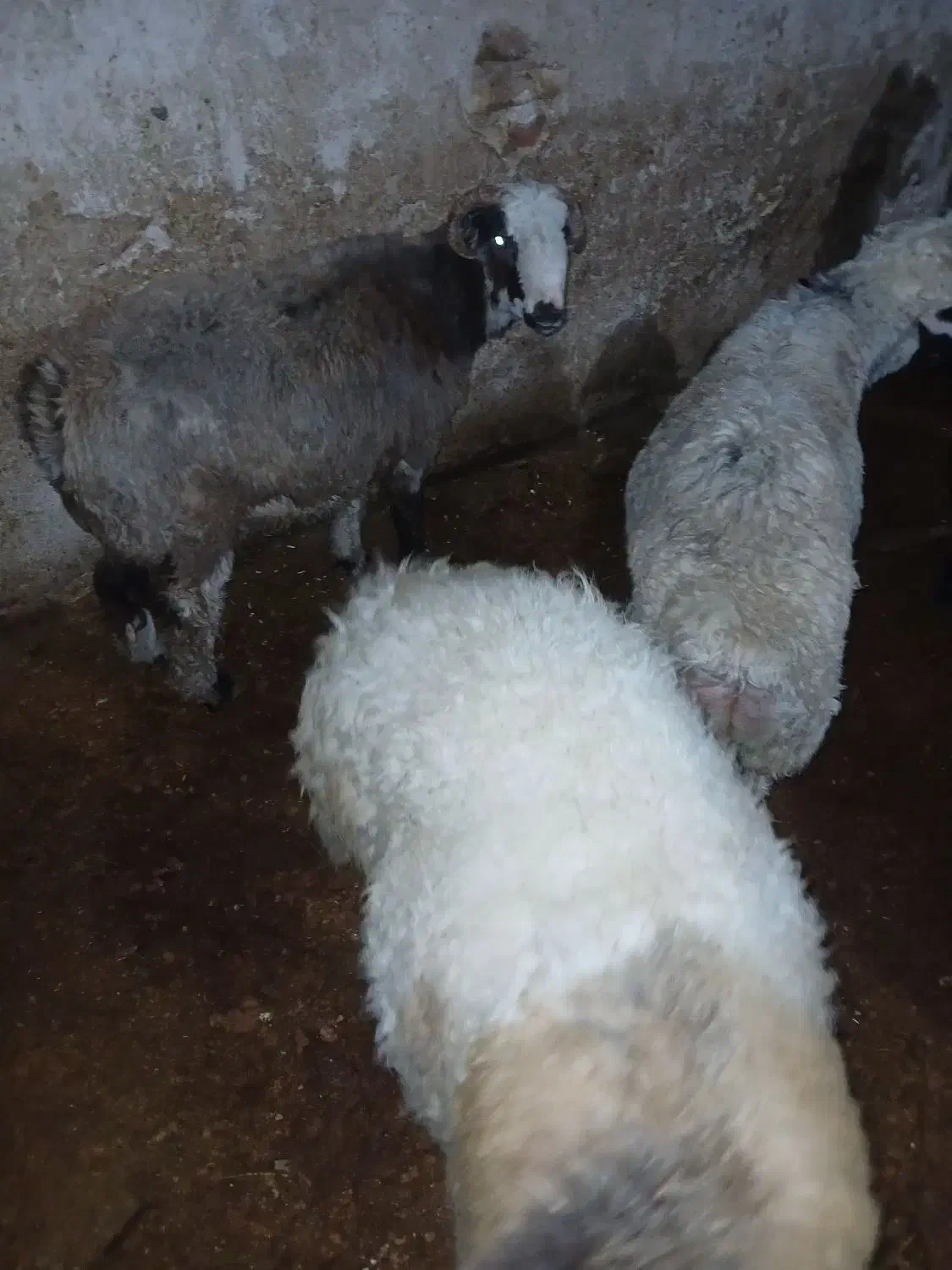 بره چاق|حیوانات مزرعه|مرودشت, محمد آباد|دیوار