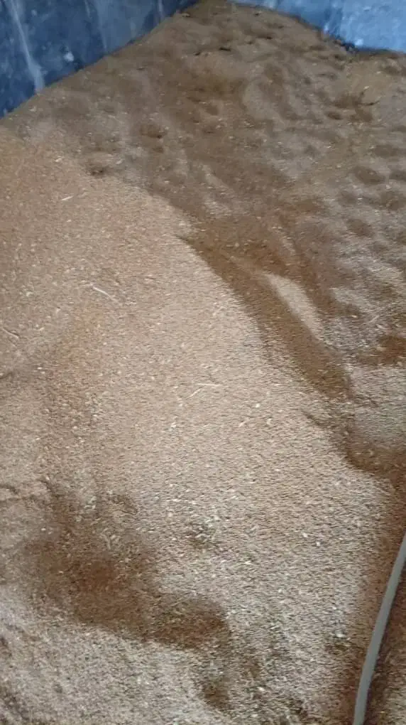 گندم و لوبیا|خوردنی و آشامیدنی|اهواز, اسماعیلیه|دیوار