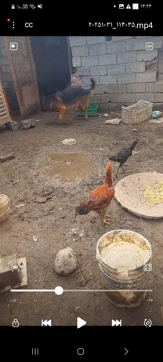 واگذاری یک جفت سگ ژرمن شولاین|سگ|قائم‌شهر, |دیوار