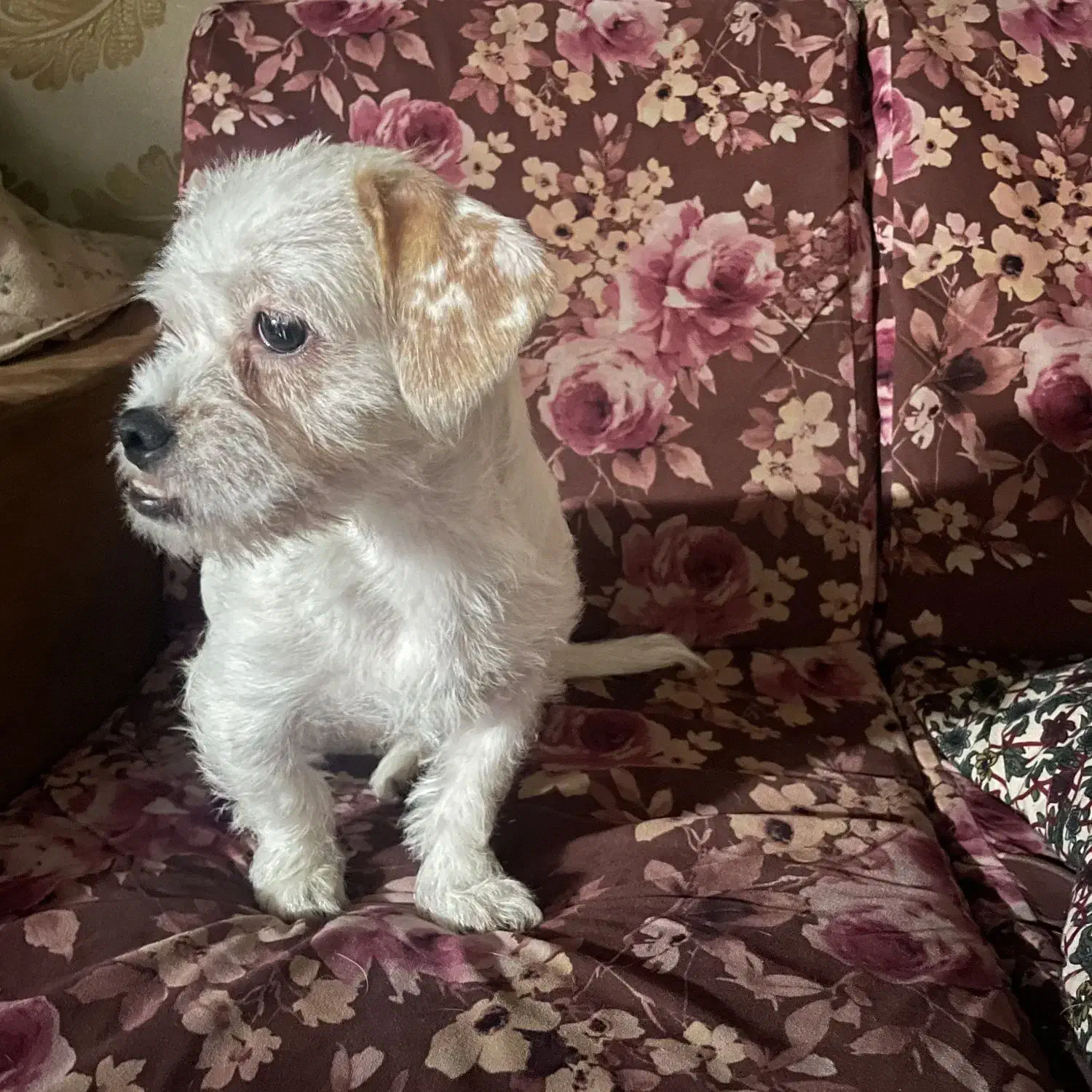 سگ مینیاتوری میکس پیت بول شیتزو (واگذاری)|سگ|تهران, جوادیه|دیوار