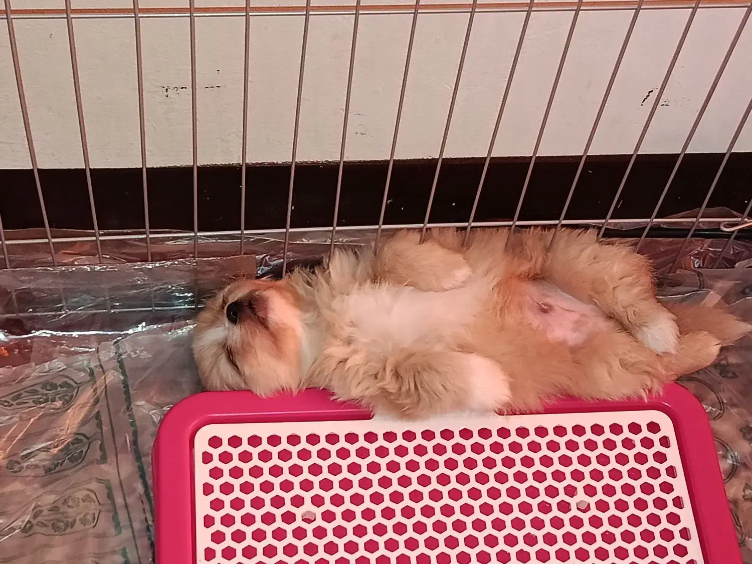 هاپو کوچولو نژاد شیتزو مالتیزو|سگ|رباطکریم, رباطکریم|دیوار