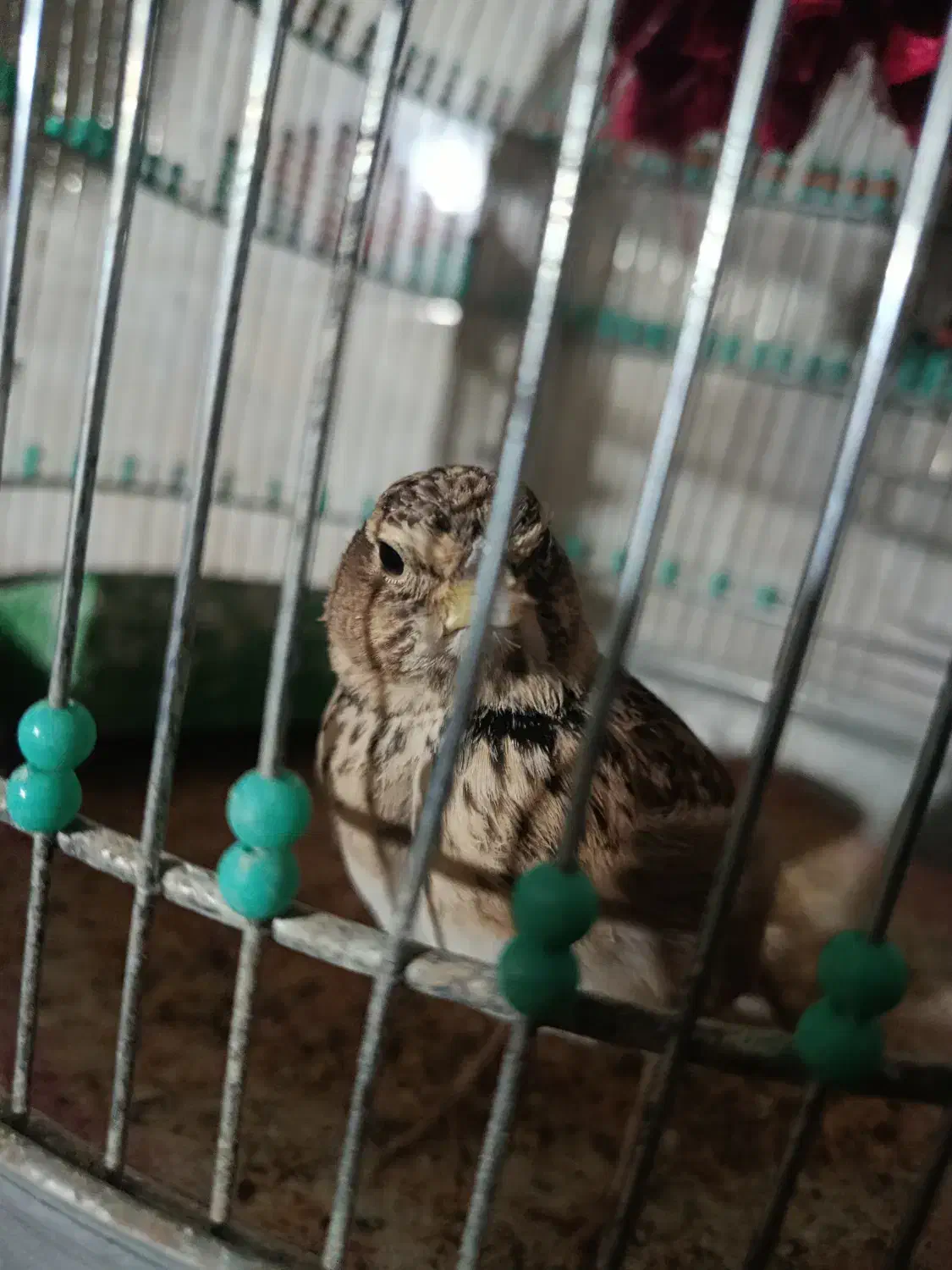 خاکی|پرنده|میانه, |دیوار