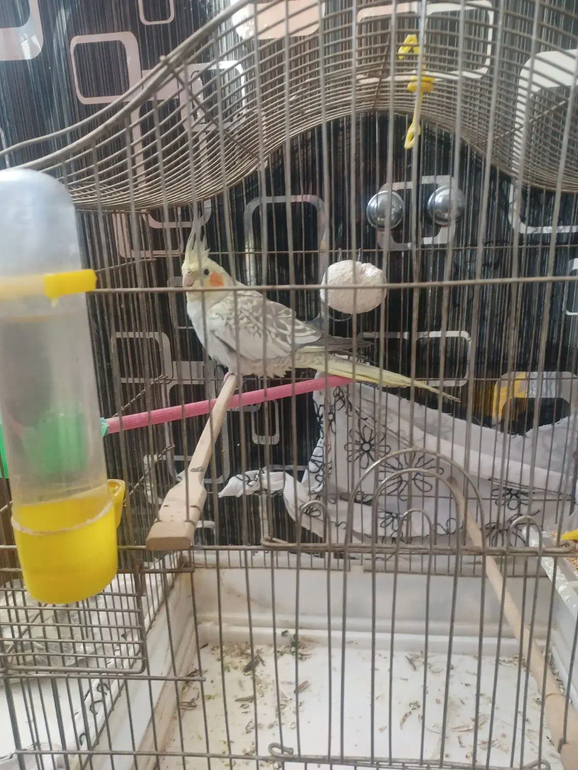 عروس هلندی|پرنده|کرمانشاه, |دیوار