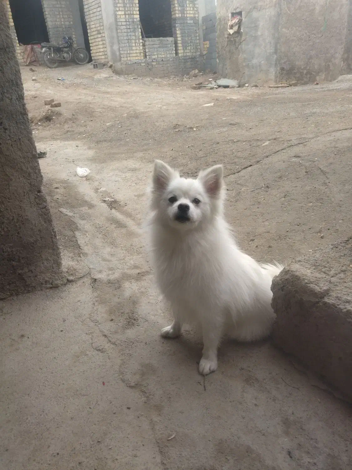 سگ را|سگ|ارسنجان, |دیوار