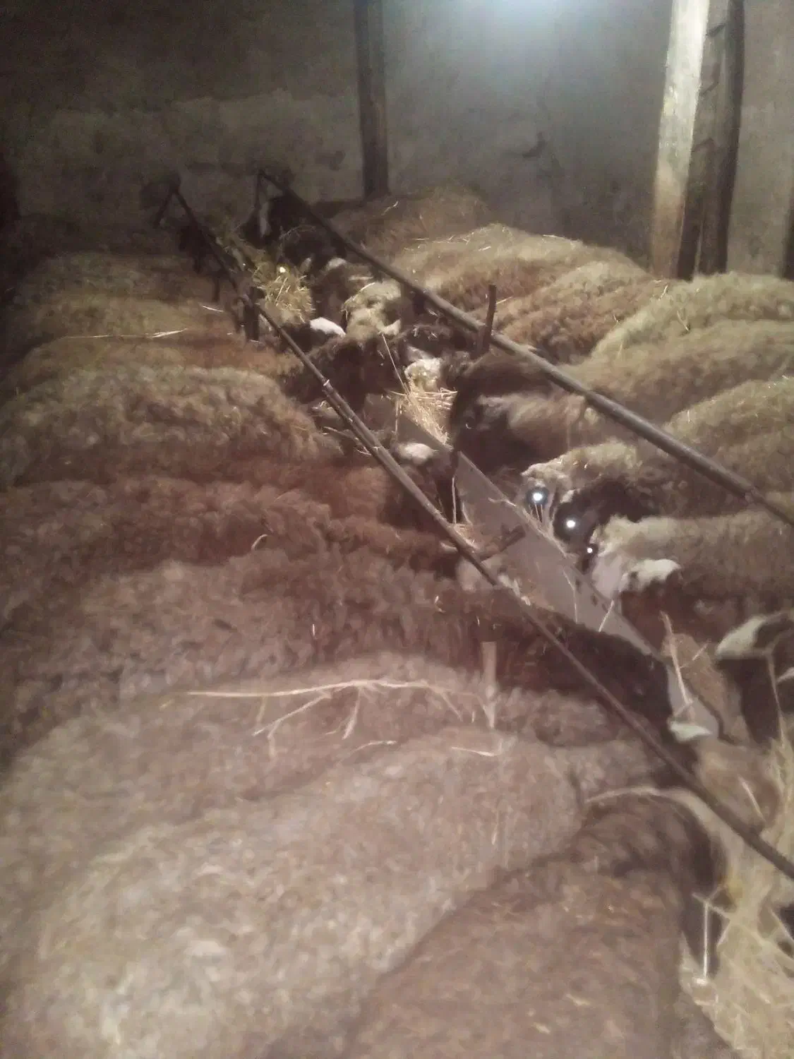 ۲۵ گوسفند آبستن و۱۰ بره نر|حیوانات مزرعه|اردبیل, |دیوار