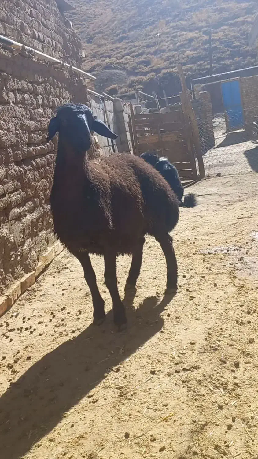 یک راس بره قوچ و سه راس بز وبزغاله فروشی|حیوانات مزرعه|فریدونشهر, |دیوار