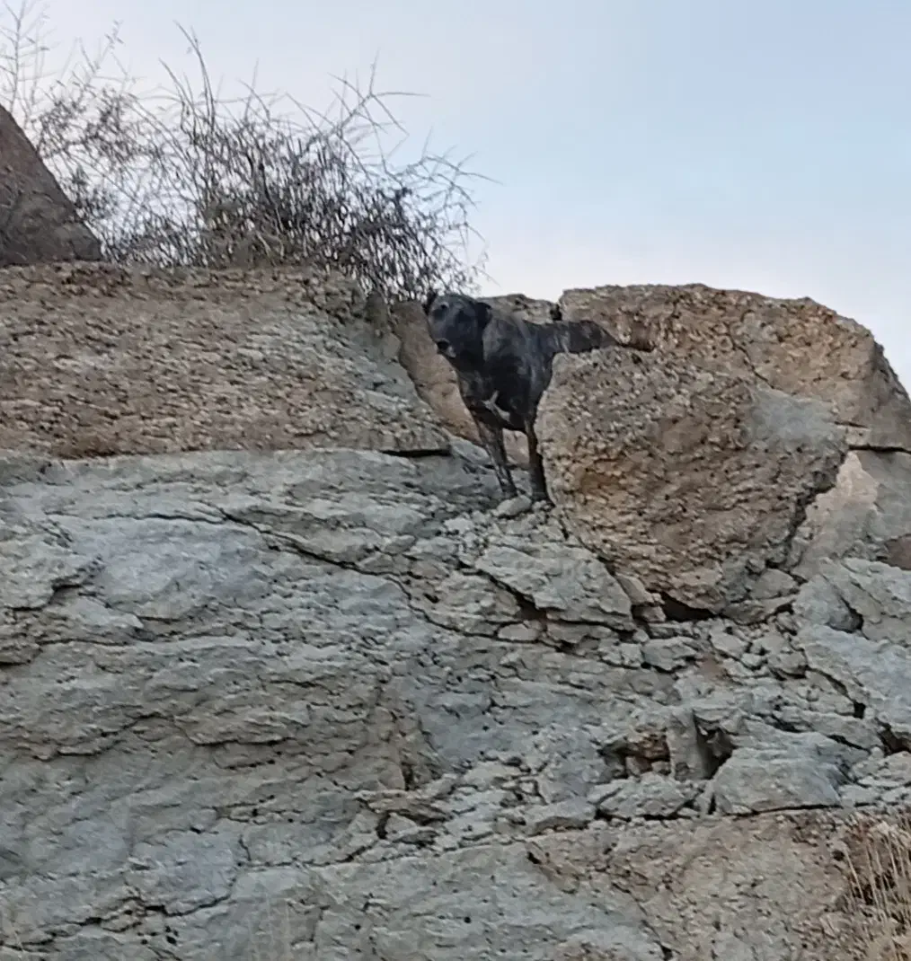 سگ سرابی گله ماده|سگ|سراب, |دیوار