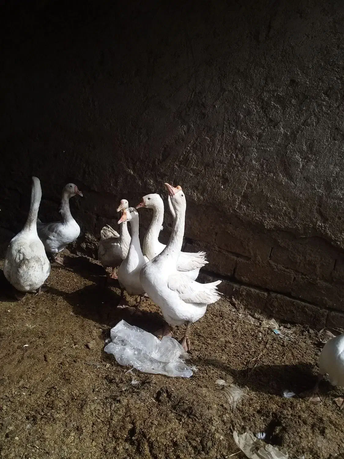 دو جفت غوغاز مناسب نگهداشتن و کشتن|حیوانات مزرعه|زهک, |دیوار