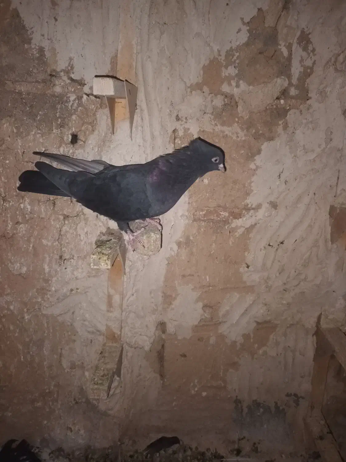 ماده سیا چنگ سفید بشرط تخم|پرنده|طسوج, |دیوار