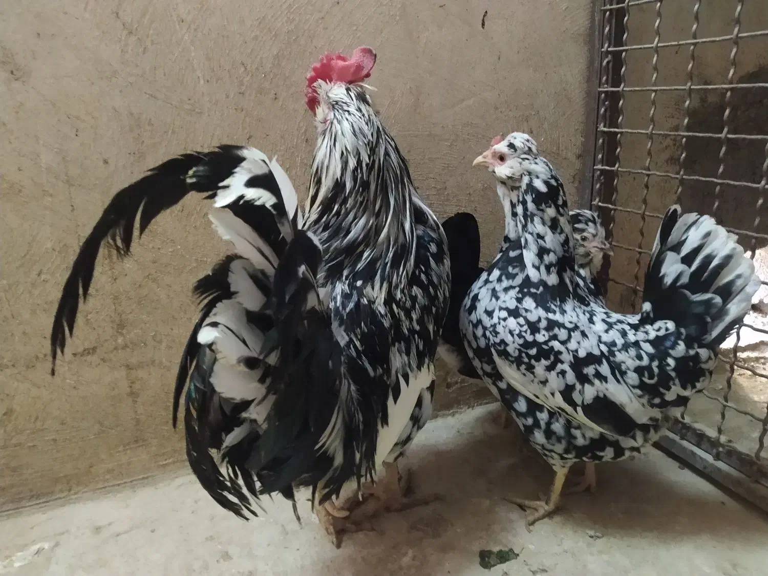 مرغ گلین|حیوانات مزرعه|مشهد, حسابی جنوبی (شهرک غرب)|دیوار