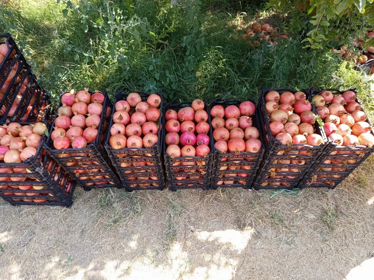 انار سیاب کوهدشت صادراتی|خوردنی و آشامیدنی|کرج, میدان میوه و تره بار مرکزی|دیوار