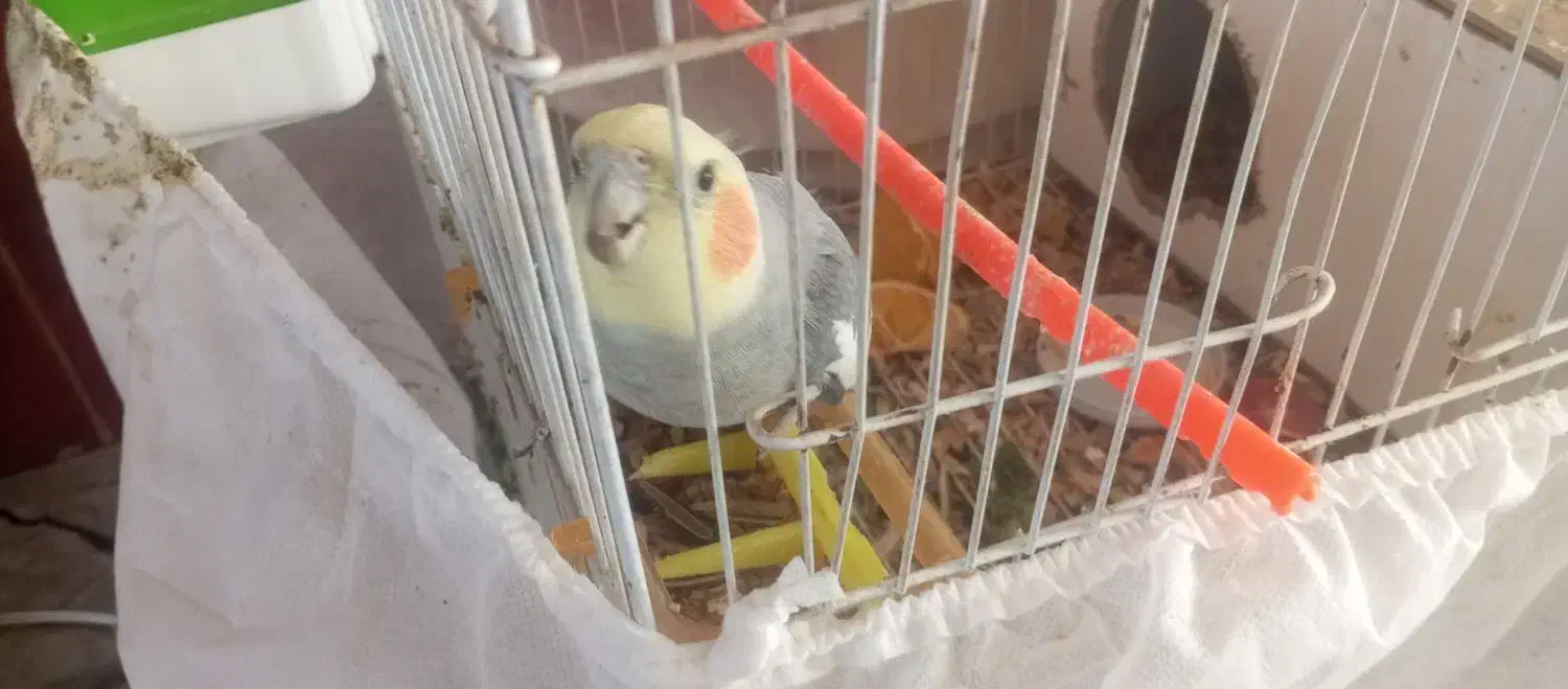 عروس هلندی نر|پرنده|گلبهار, شهر جدید گلبهار|دیوار