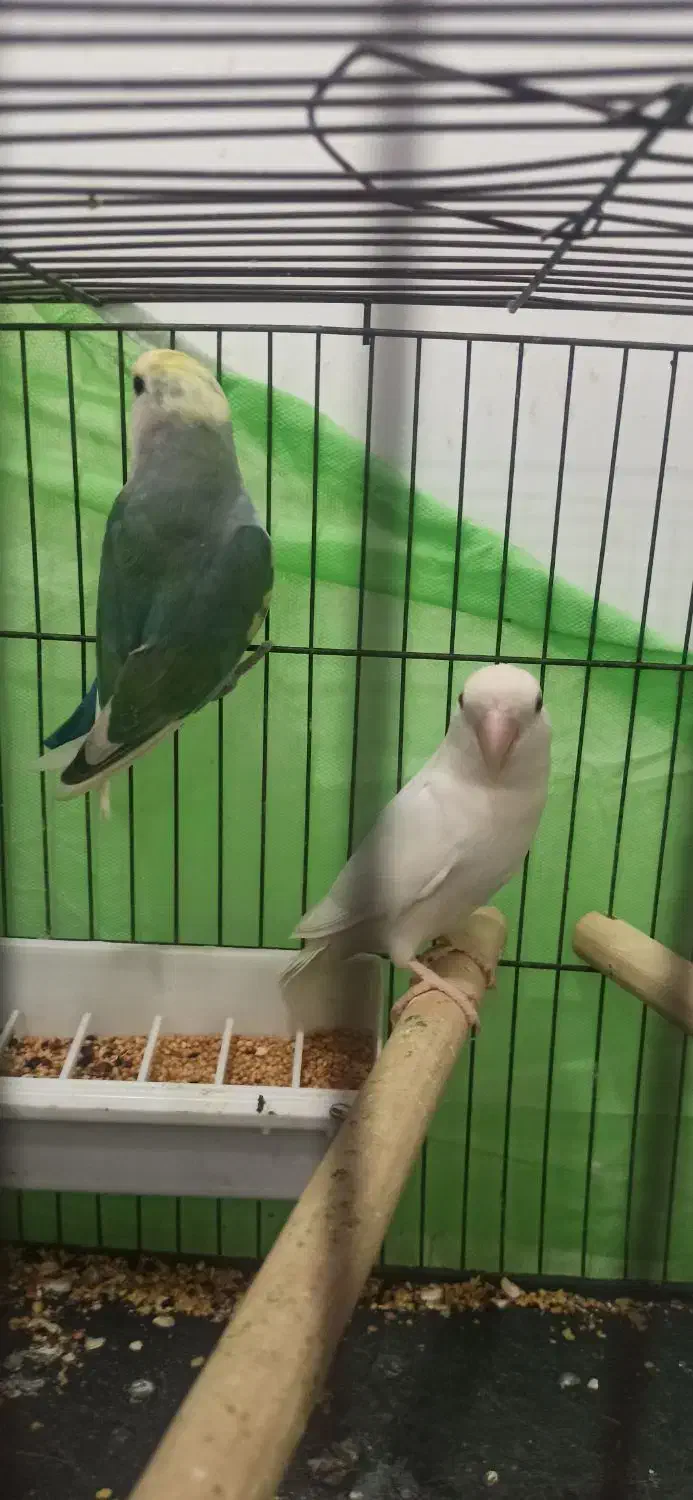 طوطی برزیلی جفت|پرنده|اهواز, شهرک اکباتان|دیوار