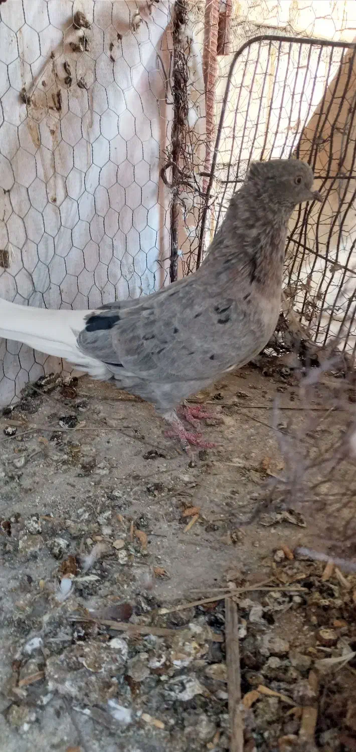 کبوتر|پرنده|جهرم, |دیوار