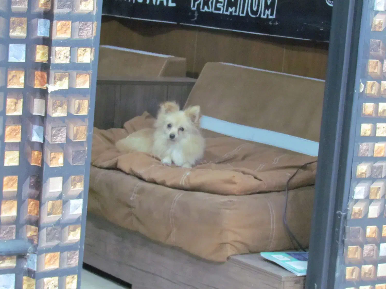 پامرین روباهی پامر|سگ|تهران, توحید|دیوار