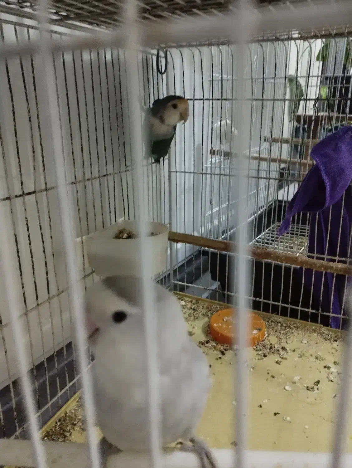 طوطی برزیلی جفت|پرنده|گلپایگان, |دیوار