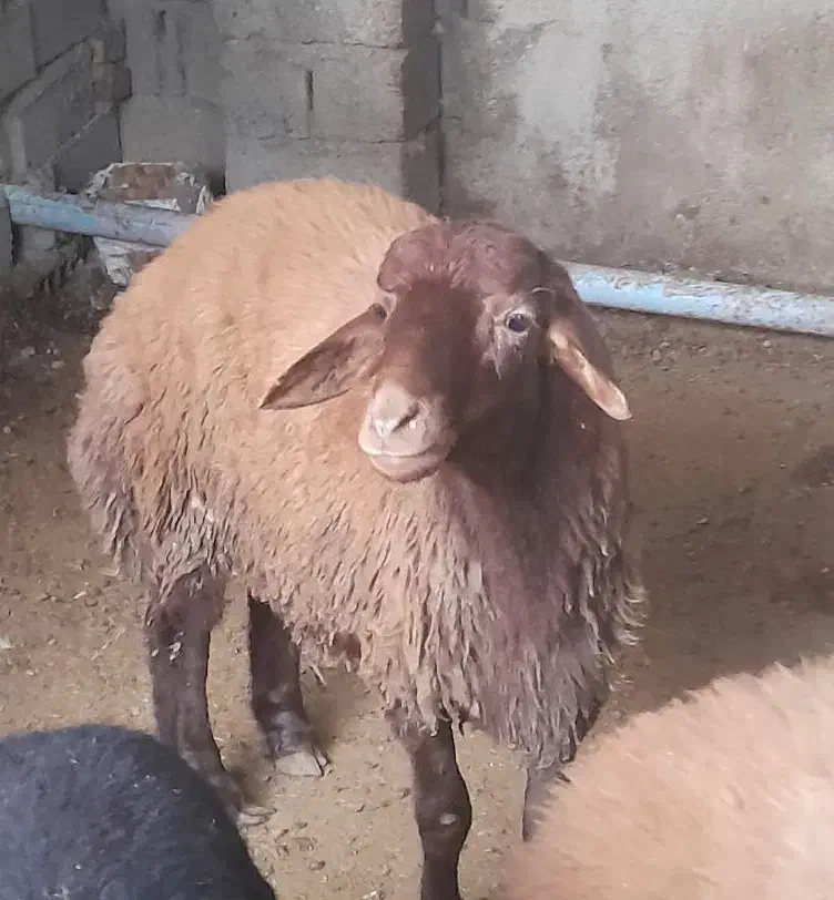 بره نر|حیوانات مزرعه|رامیان, |دیوار