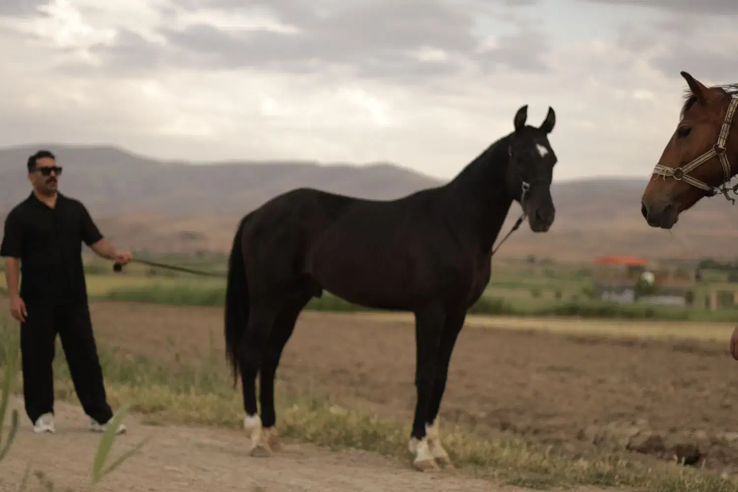 اسب ترکمن (اخال تکه)|اسب و تجهیزات اسب‌سواری|تهران, امیریه|دیوار