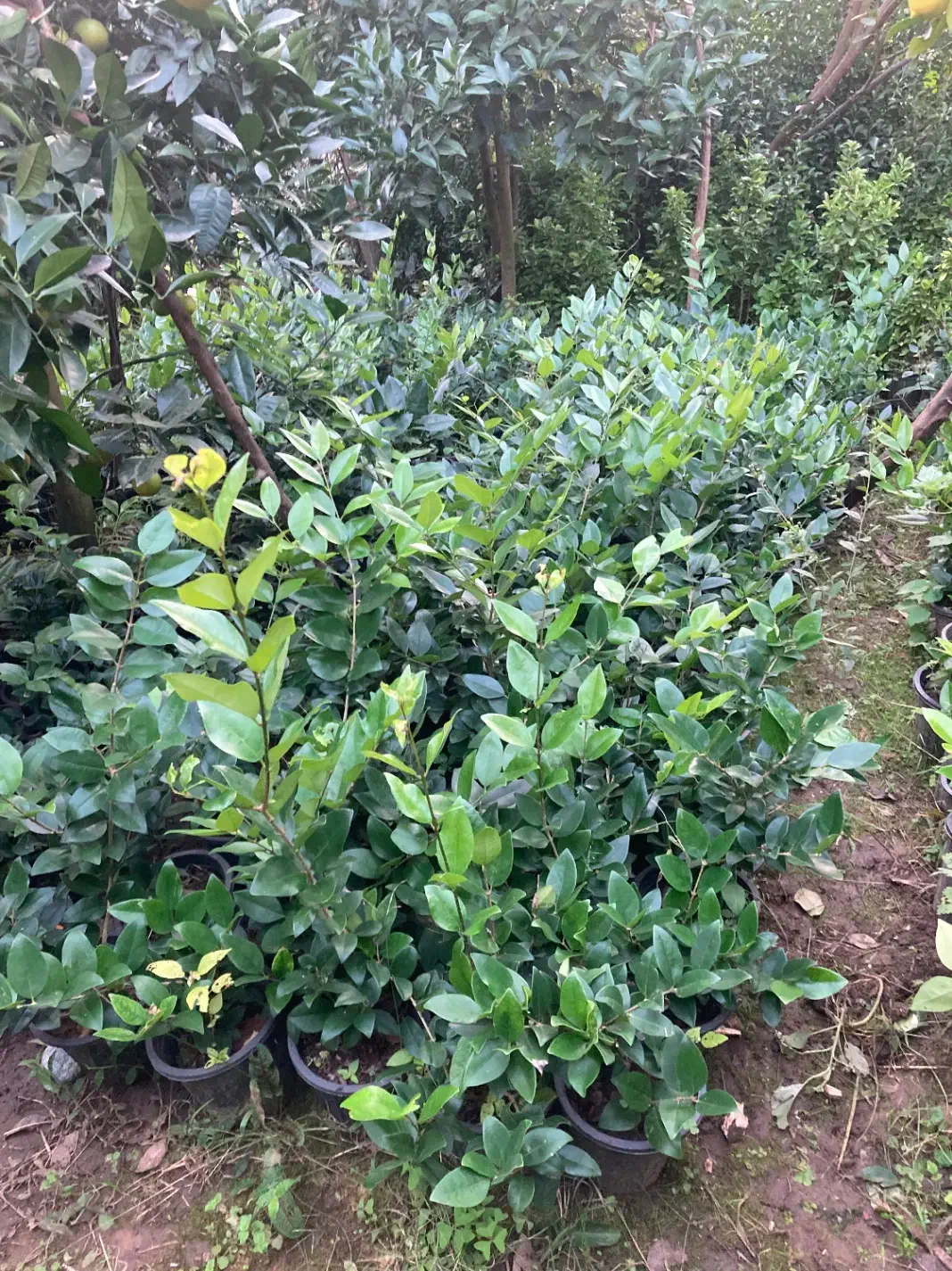 یاس هلندی|گل و گیاه طبیعی|واجارگاه, |دیوار