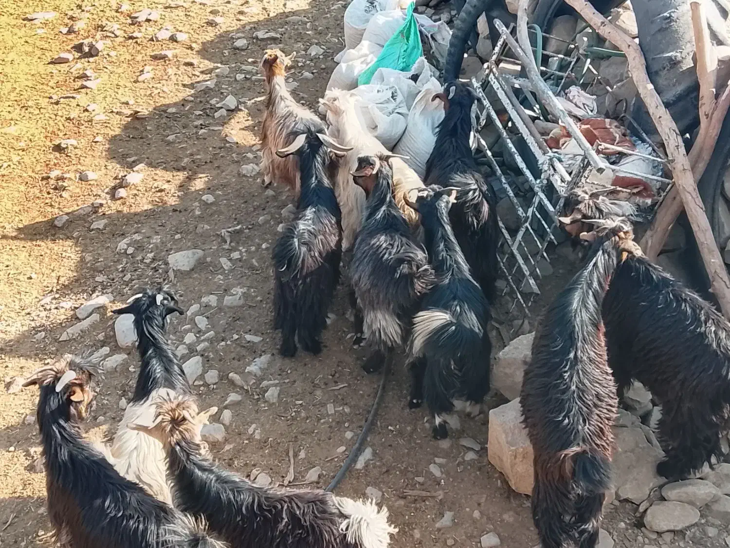 32راستیشتر روزگاریمعاملهبانیسانومیش|حیوانات مزرعه|ایذه, |دیوار