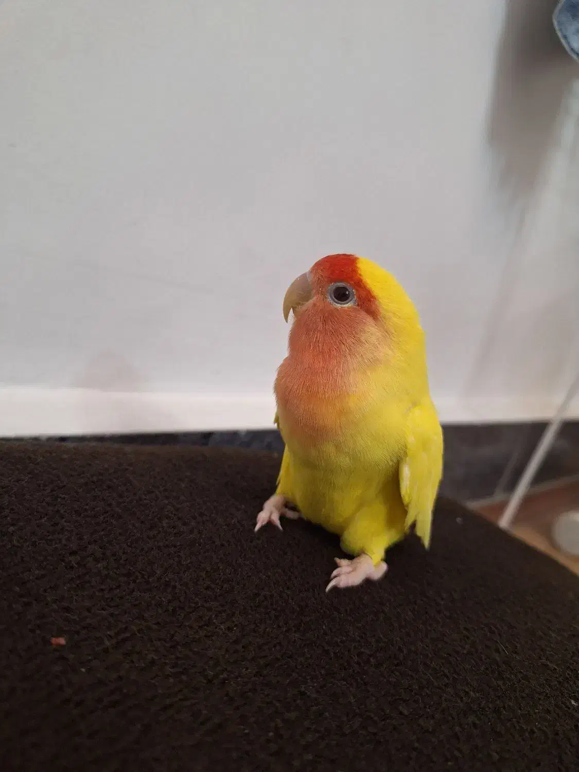 طوطی برزیلی|پرنده|سردشت, |دیوار