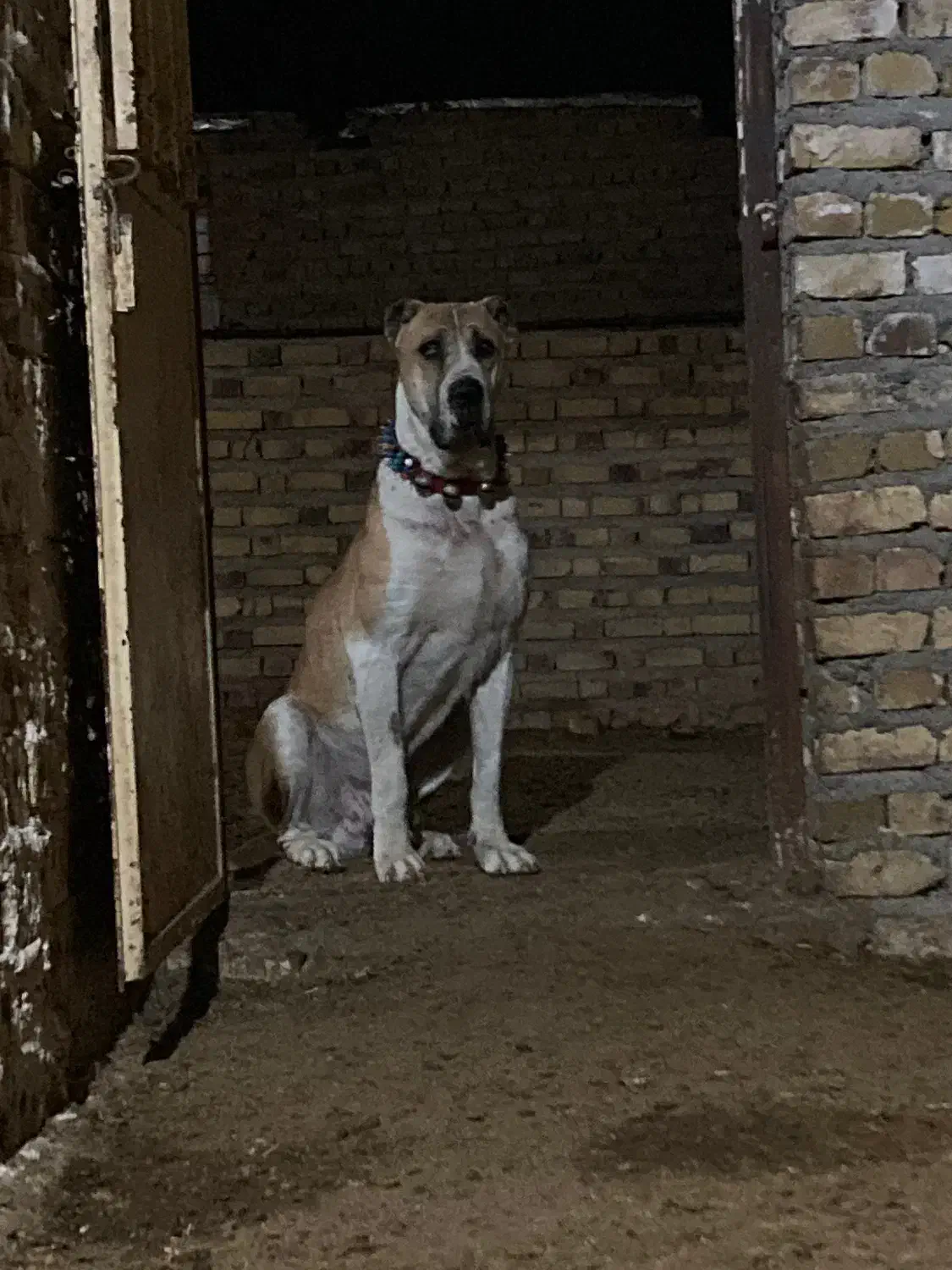 واگذاری سگ|سگ|تایباد, |دیوار